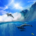 beautiful_dolphins_at_bahamas