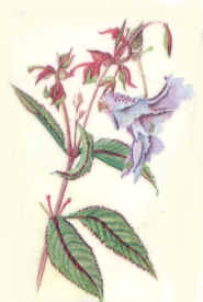 Bach Impatiens