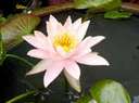 This image has an empty alt attribute; its file name is lotus.jpg